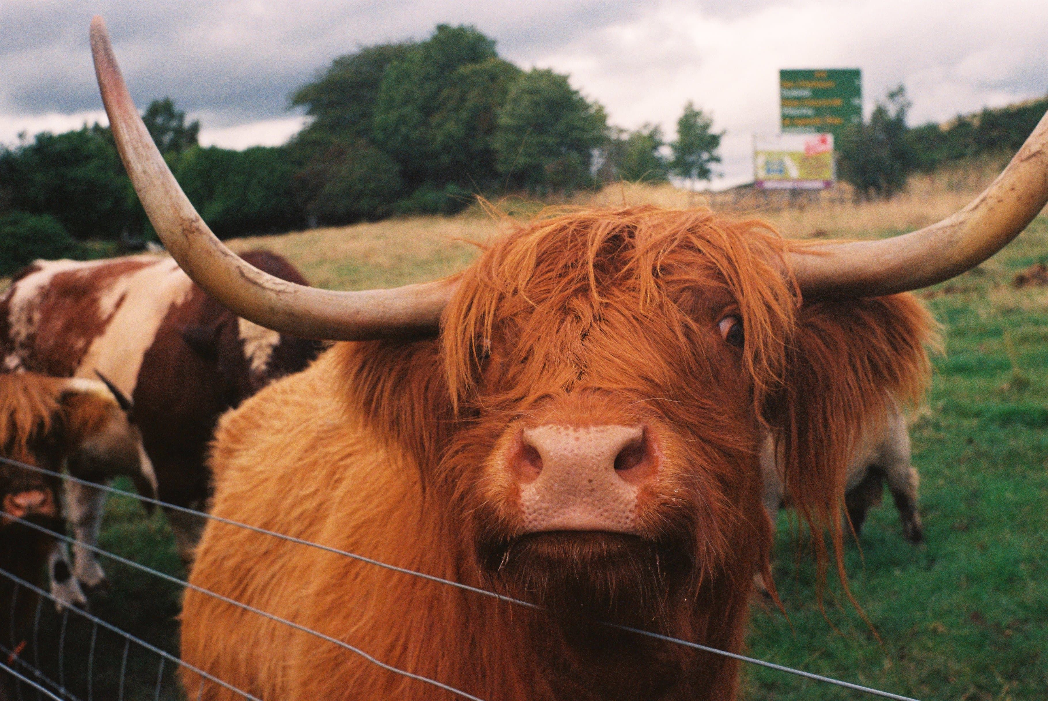 A close up photograph of a highland cow.